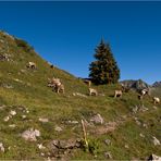 Auf der Lugenalpe