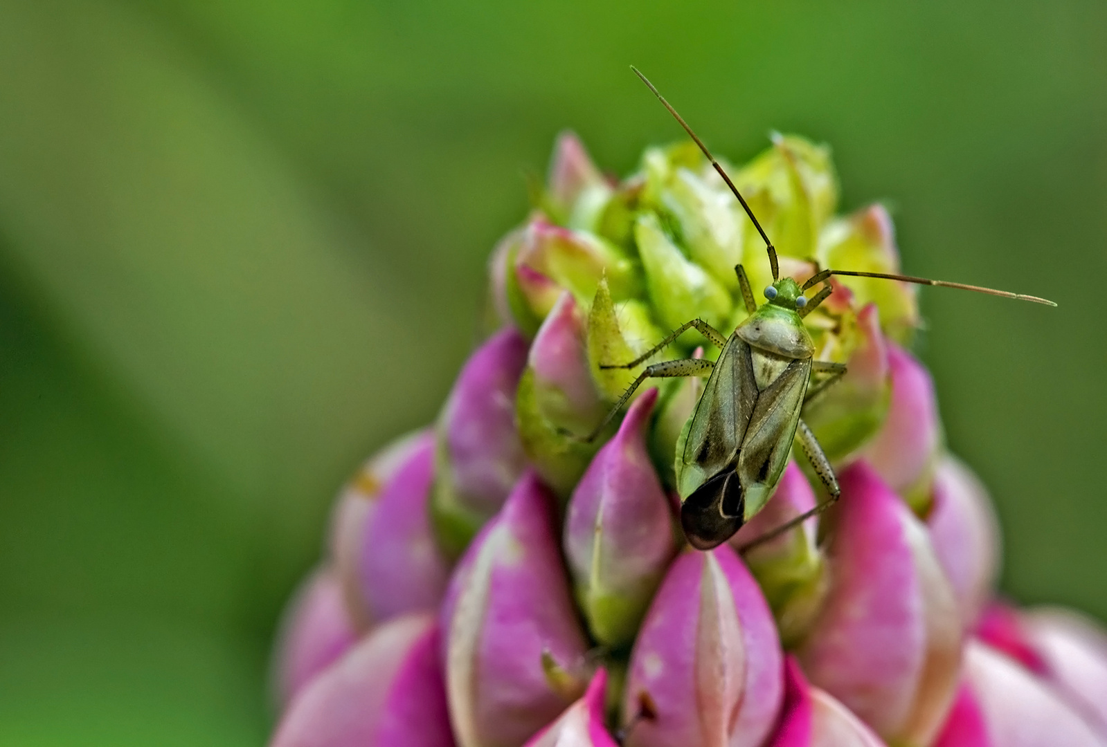 Auf der Lupinenblüte