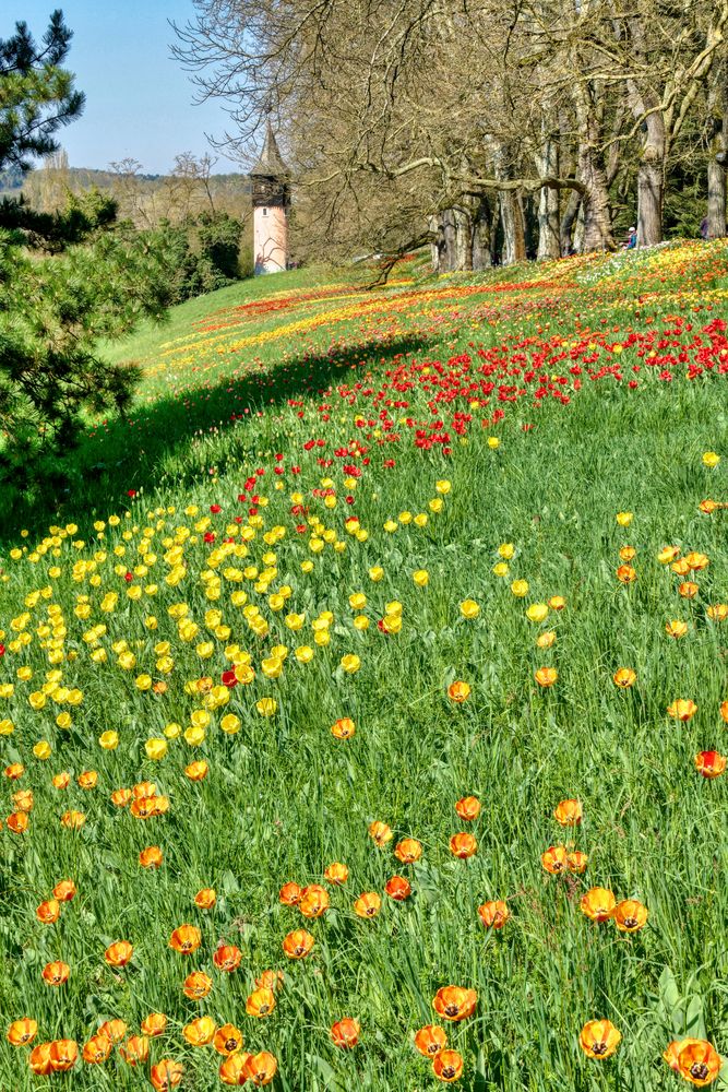 auf der Mainau