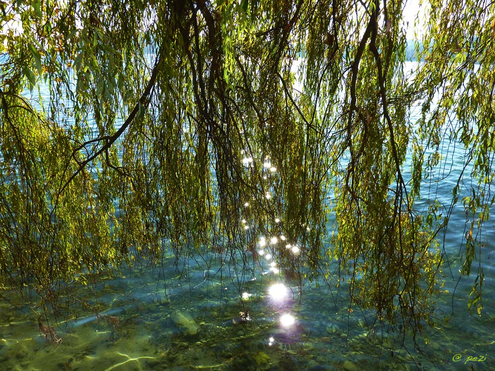 Auf der Mainau