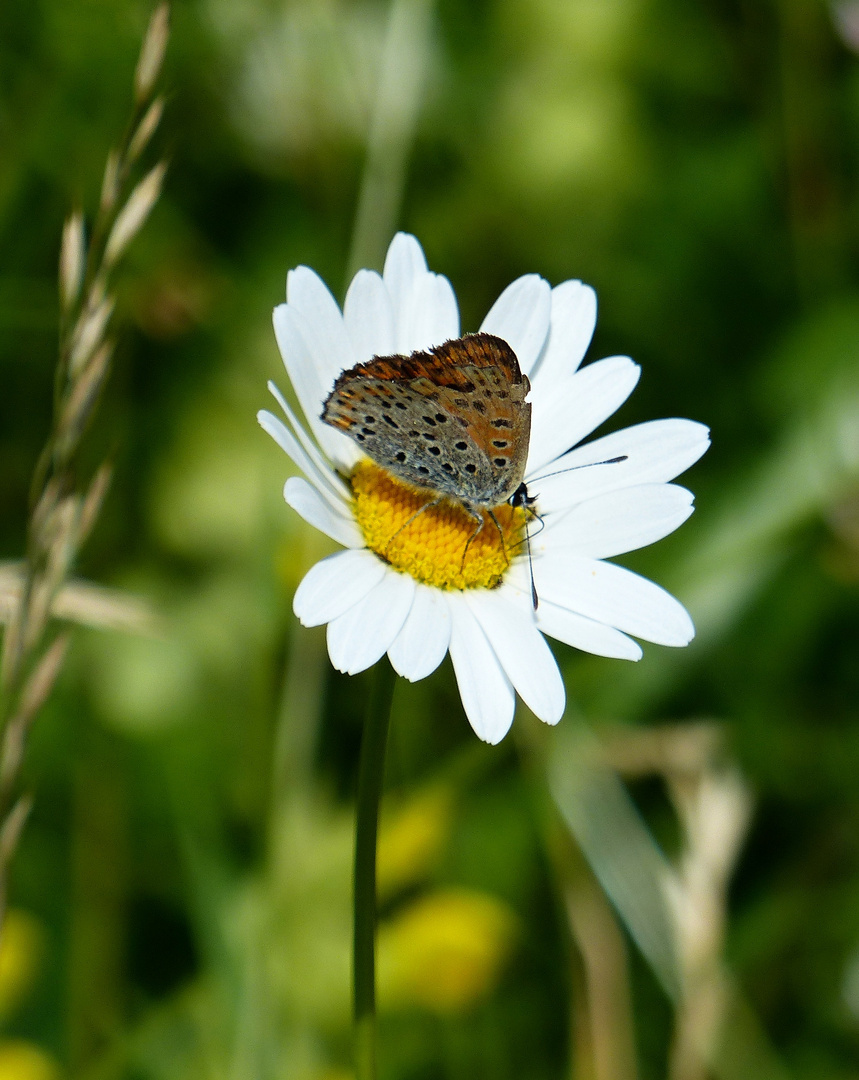 auf der Margerite