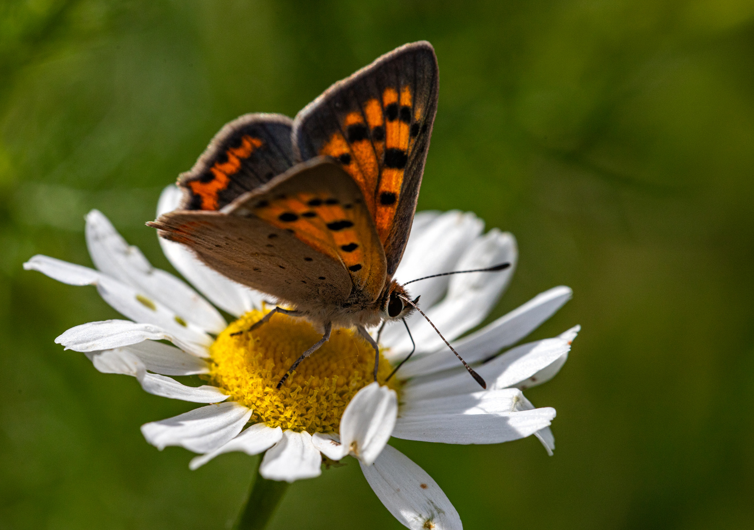 Auf der Margeritenblüte