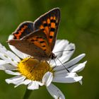 Auf der Margeritenblüte