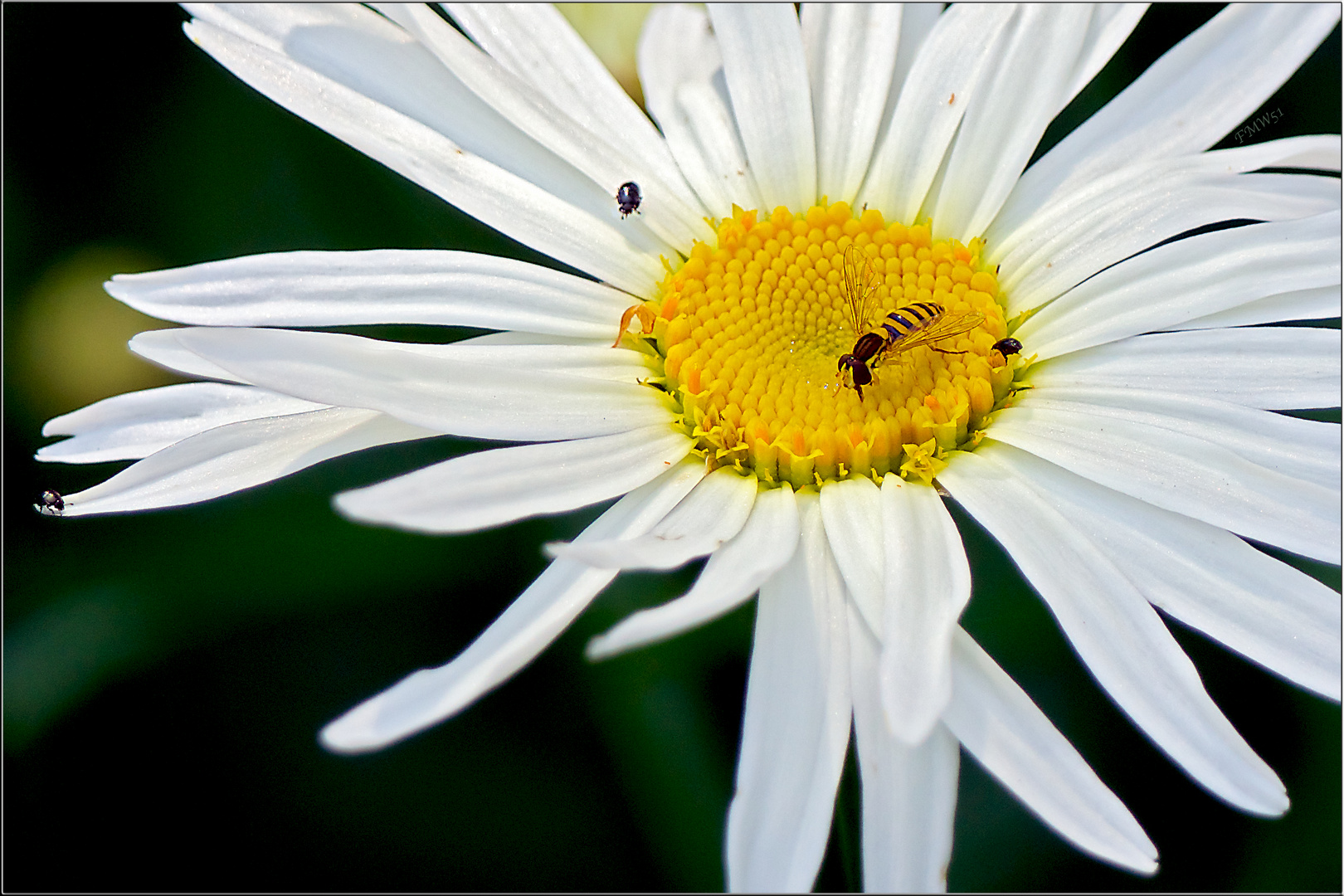 Auf der Margeritenblüte steht es jetzt 3 : 1