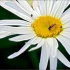 Auf der Margeritenblüte steht es jetzt 3 : 1