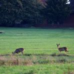   auf der Marsch Wiese ...