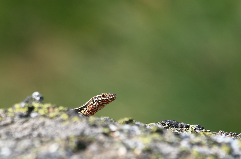 auf der Mauer,