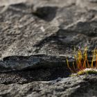 auf der Mauer