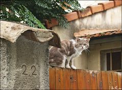 Auf der Mauer ...