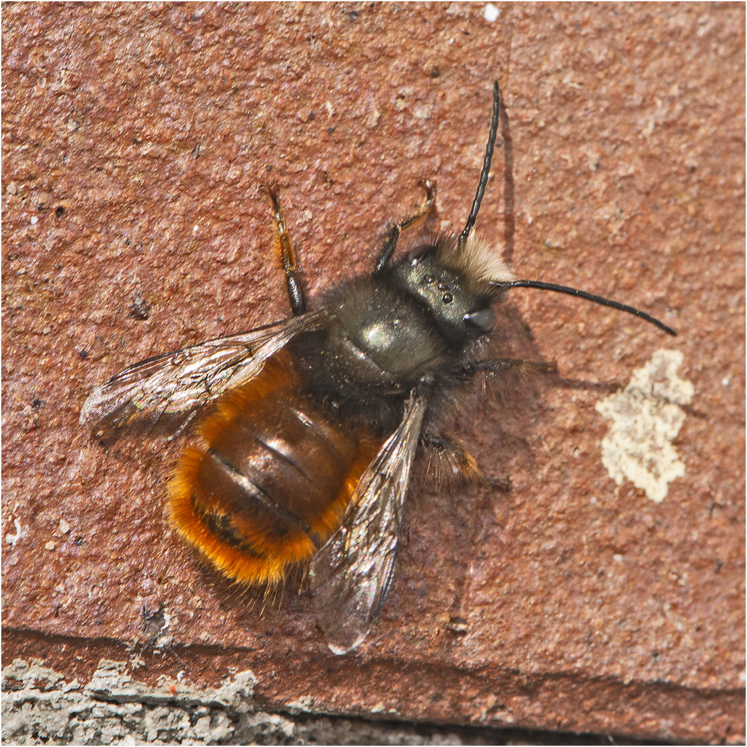 Auf der Mauer (2) ruhte sich die männliche . . .