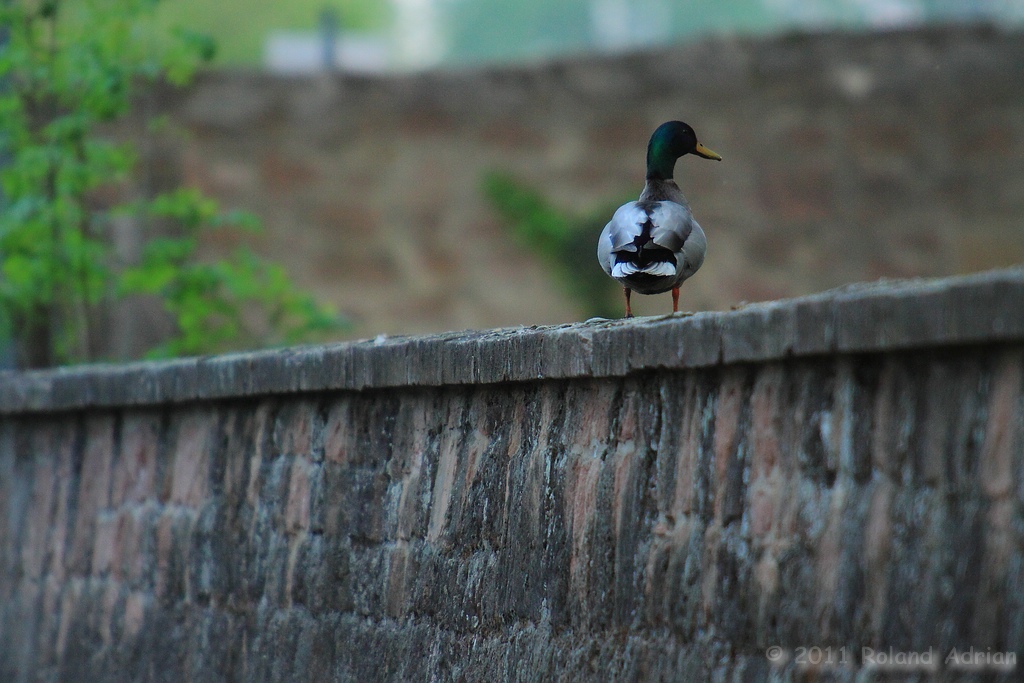 Auf der Mauer