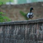 Auf der Mauer