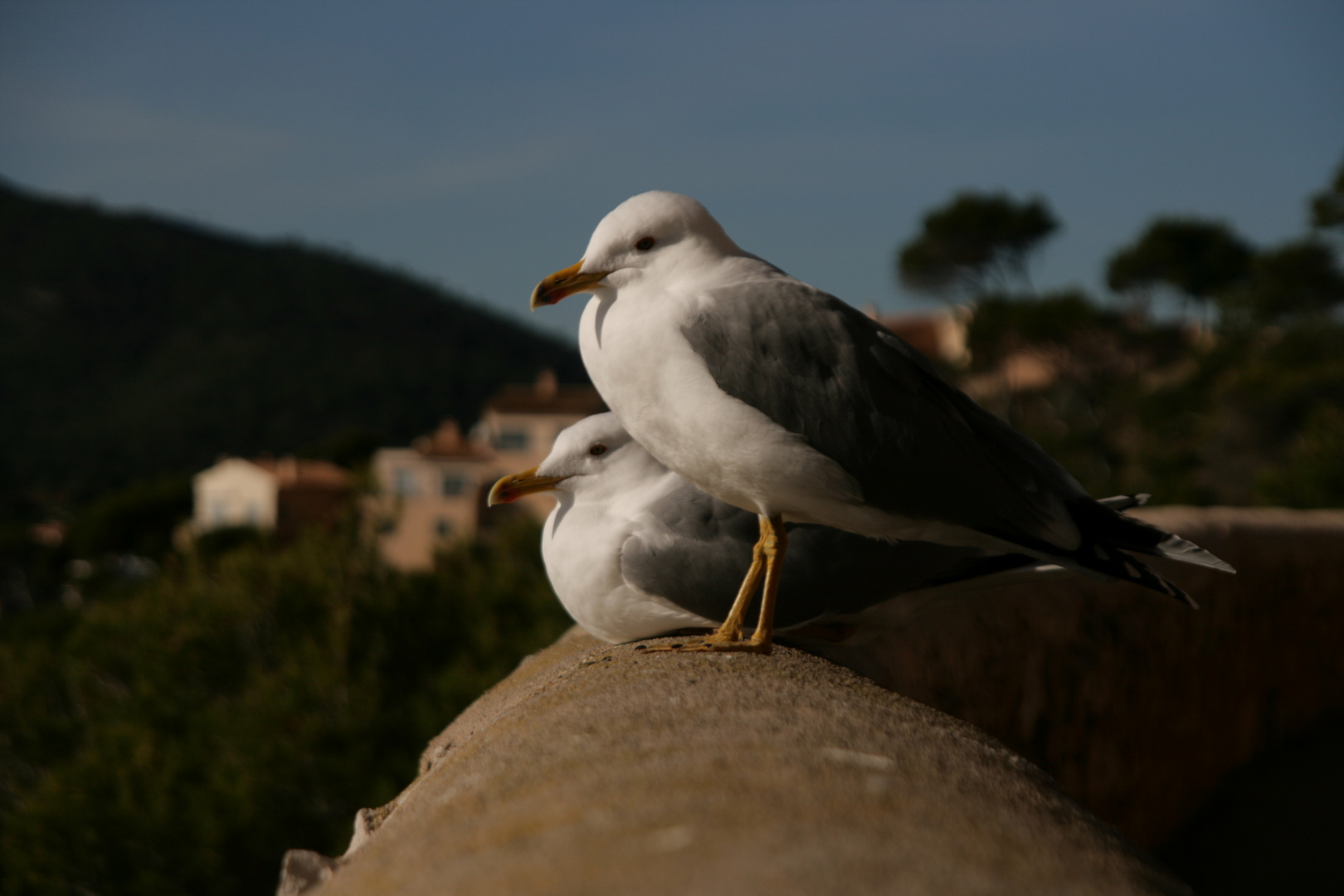 Auf der Mauer...