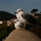 Auf der Mauer...