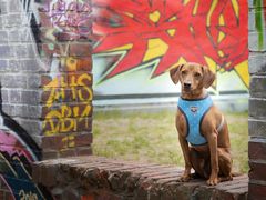 auf der Mauer...