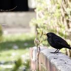 auf der Mauer -