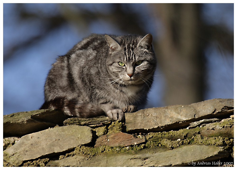 Auf der Mauer...