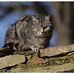 Auf der Mauer...