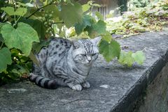 auf der Mauer