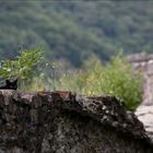 auf der Mauer...