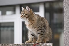 Auf der Mauer...