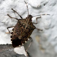 Auf der Mauer