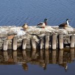 ..auf der Mauer..