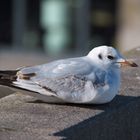 Auf der Mauer