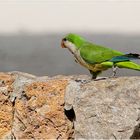 Auf der Mauer