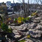 Auf der Mauer**