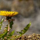 Auf der Mauer