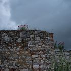 Auf der Mauer....