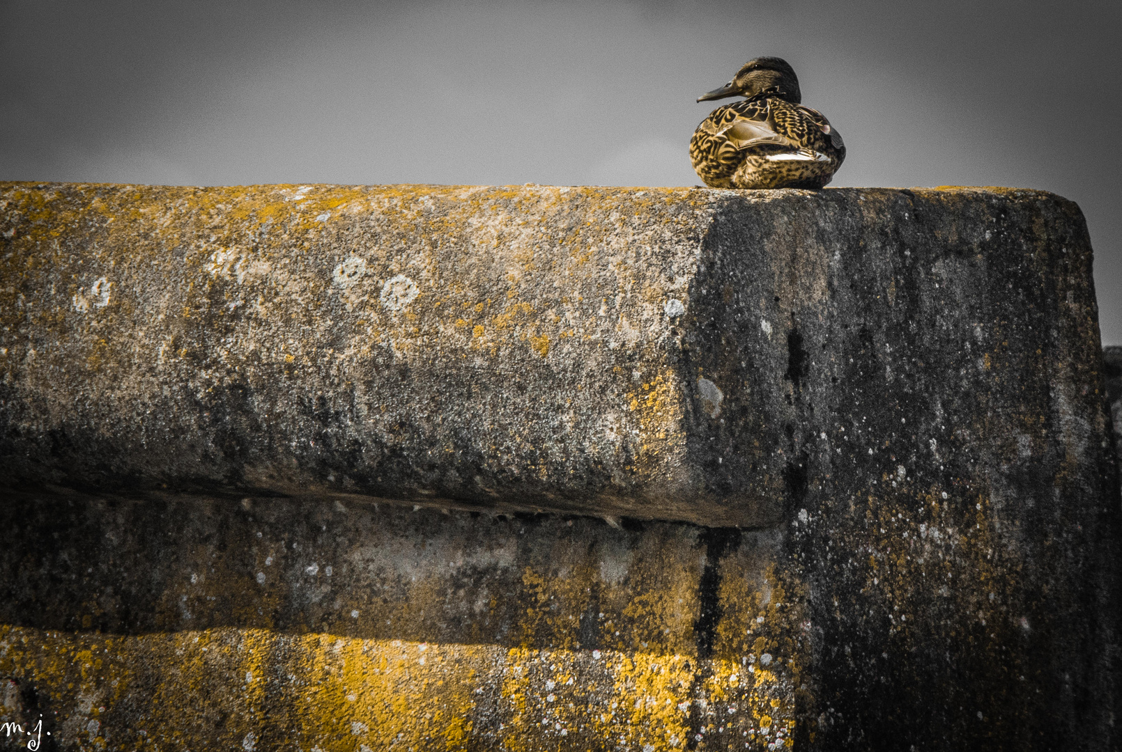 auf der Mauer