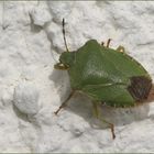 Auf der Mauer