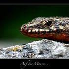 | Auf der Mauer...|