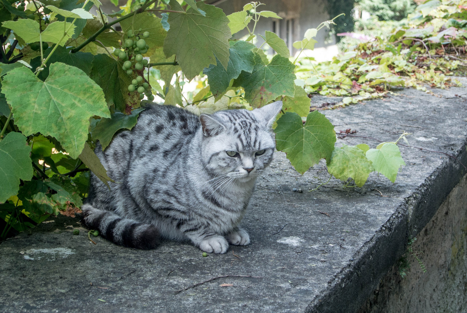 auf der Mauer