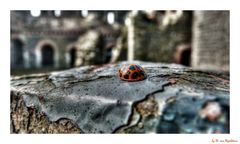 auf der Mauer....