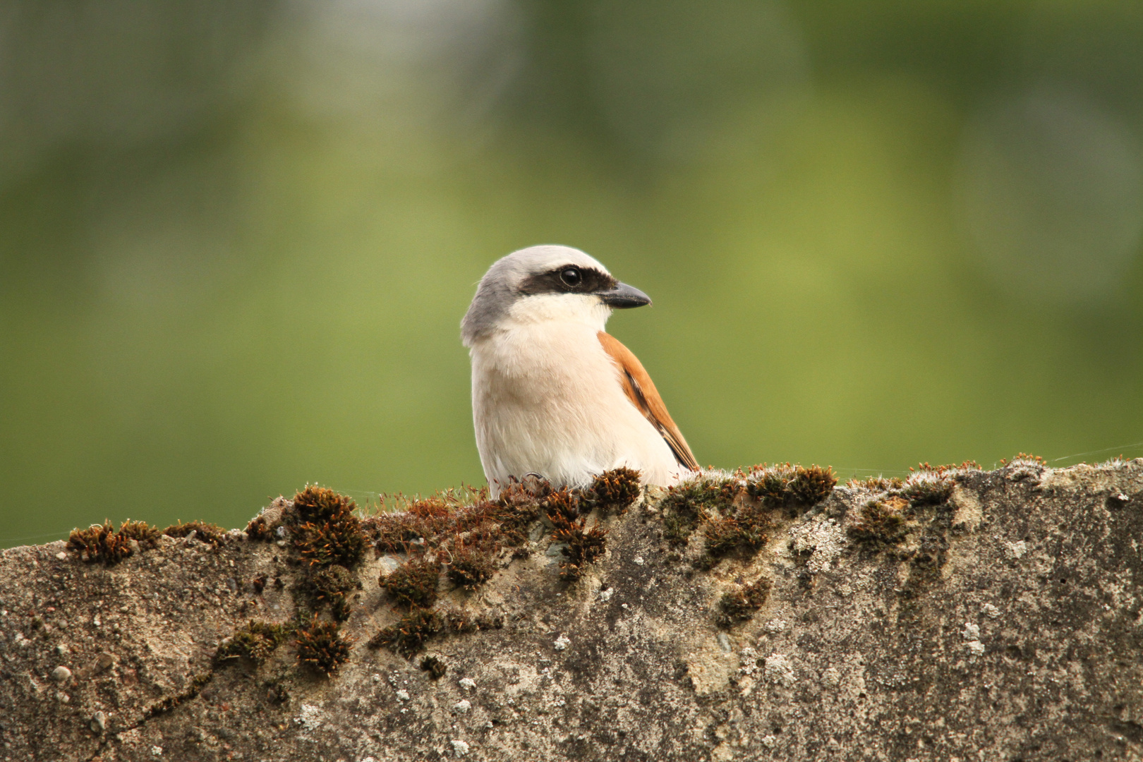 Auf der Mauer