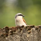 Auf der Mauer