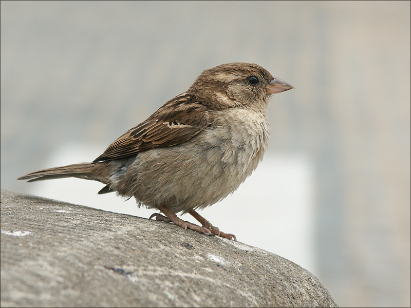 auf der Mauer