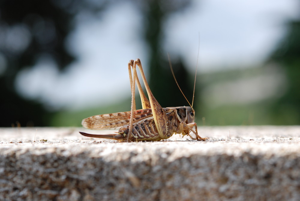 Auf der Mauer, auf der ...