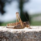 Auf der Mauer, auf der ...