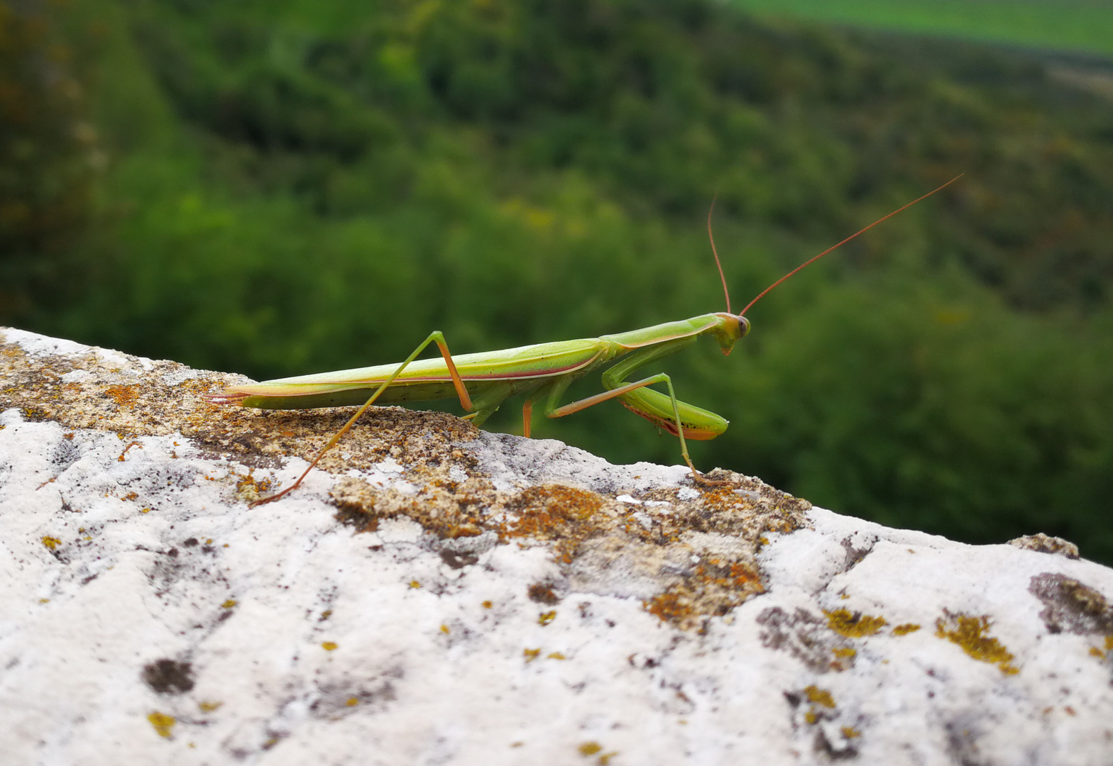 Auf der Mauer -auf der Lauer