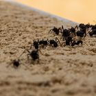 Auf der Mauer, auf der Lauer....