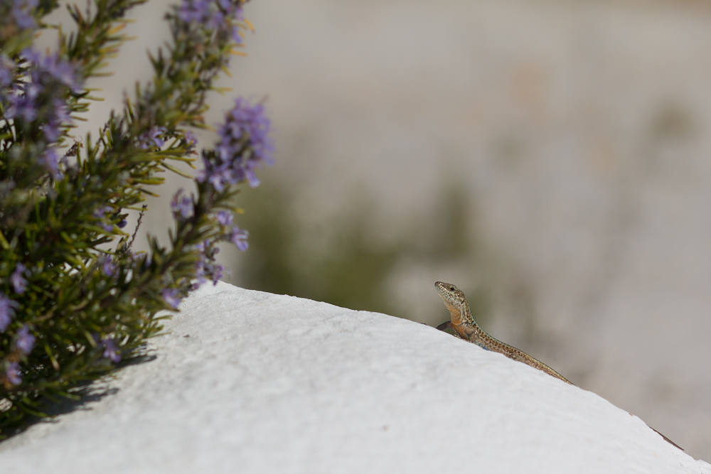 auf der Mauer, auf der Lauer