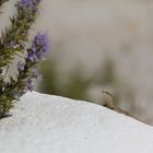 auf der Mauer, auf der Lauer