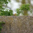 ..auf der mauer, auf der lauer.....