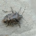 Auf der Mauer auf der Lauer...