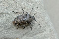 Auf der Mauer auf der Lauer...