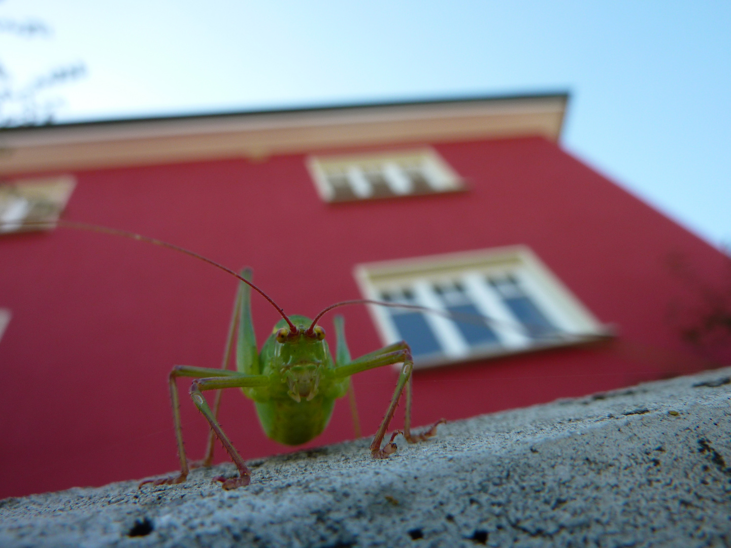 auf der Mauer auf der Lauer